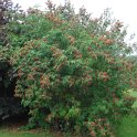 Sambucus tigranii P18
